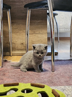    Wunderschöne BKH Kitten abzugeben   