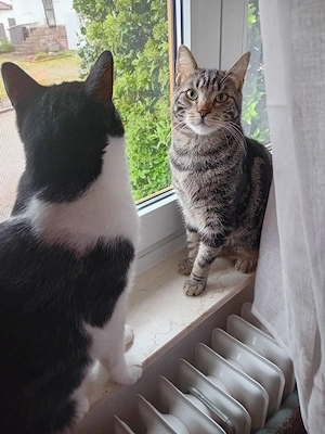 Katerchen Otto und Sammy, geb.2.4.2024