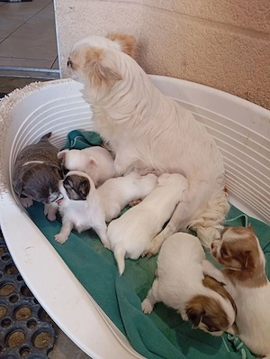 7 Chihuahua-Welpen 
