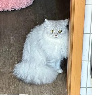Mischling BKH  Perser Langhaar