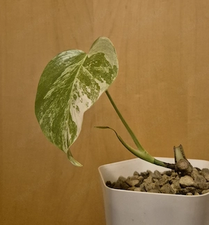 Monstera albo variegata  Bild 5