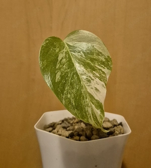 Monstera albo variegata  Bild 3