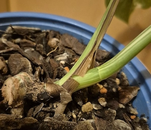 Monstera albo variegata  Bild 4