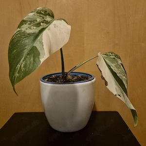 Monstera albo variegata 