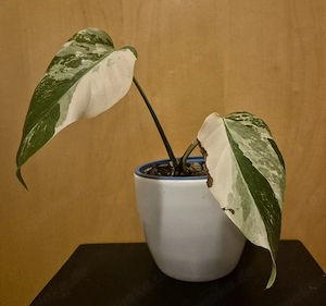 Monstera albo variegata  Bild 2