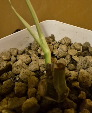 Monstera albo variegata  Bild 6