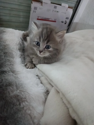 Baby Katzen -Mix