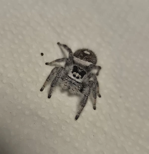 Phidippus regius bahamas