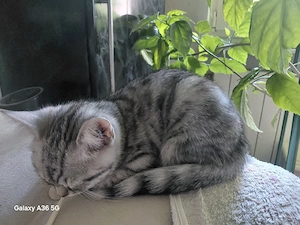 BKH Kitten silver tabby (Whiskas Katze)