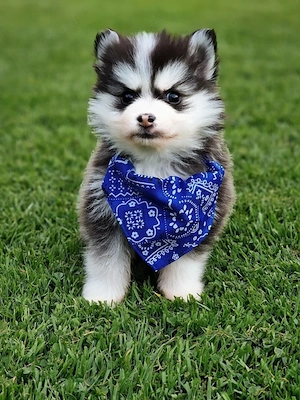 Pomsky F2 Micro & Toy Puppengesicht Bärchentyp Wollycoat 