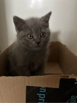 British Shorthair Kitten