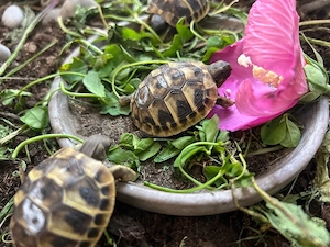 Griechische Landschildkröten 