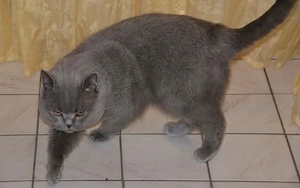 bkh deckkater grau 