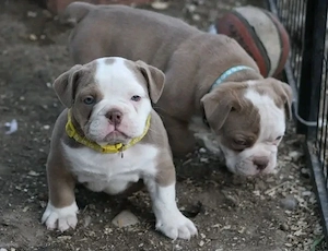 Alte Englische Bulldoggenwelpen zu adoptieren   Gesund & bestens sozialisiert   