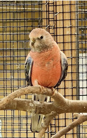 Ich suche 2 Bourkesittich Hähne