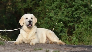 Golden Retriever Hündin