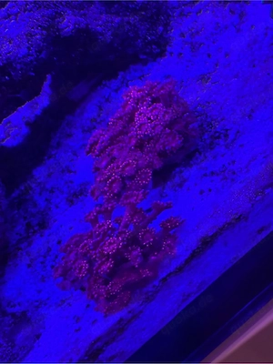 korallen meerwasser euphyllia und goniopora