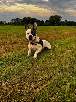 Junger Wirbelwind Buddy (Labrador-Bully-Mix)   katzenlieb & familienfreundlich