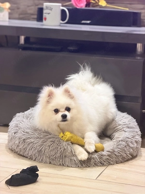 wunderschöner Pomeranian Zwergspitz Rüde Als Deckrüde
