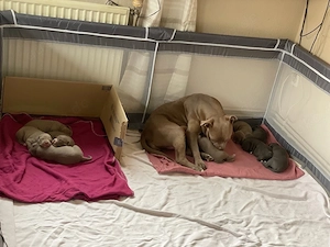 American XL bully welpen in liebevolle Hände abzugeben