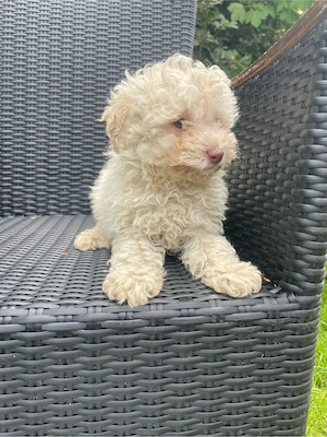 Maltipoo Welpe 