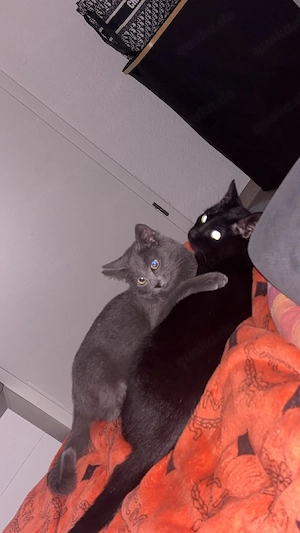 sehr schöner Brüder kater Bild 4