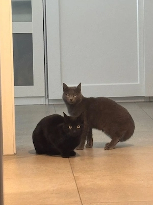 sehr schöner Brüder kater