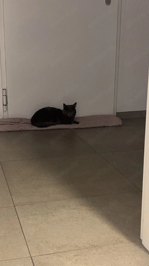 sehr schöner Brüder kater Bild 5