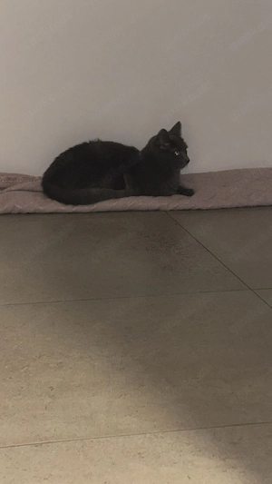 sehr schöner Brüder kater Bild 3