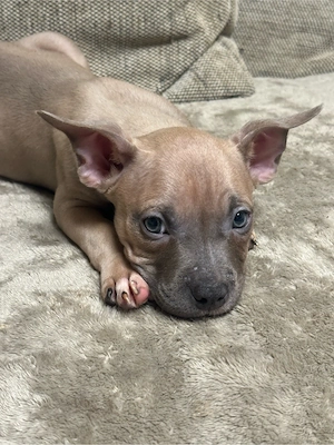 American Pocket Bully Rüde 10 wochen alt 