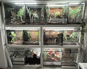 Terrarien mit holz Regal 