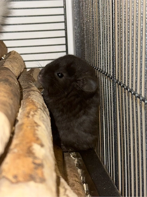 Chinchilla Böckchen abzugeben 