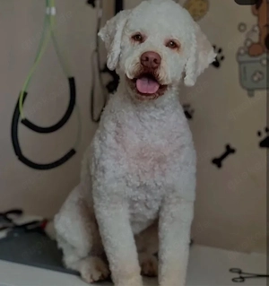 Lagotto Romangolo