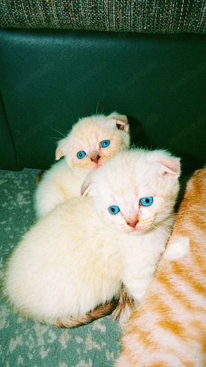 BHK- Kitten suchen neue liebvolle zuhause Bild 2