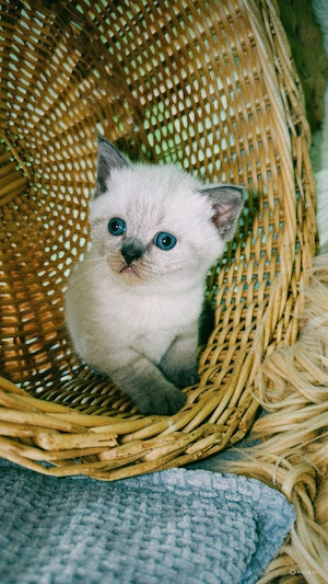 BHK- Kitten suchen neue liebvolle zuhause