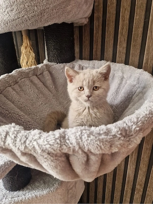 reinrassige BKH Kitten lilac blau 12 wochen 2 suchen noch