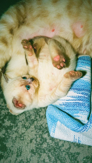 BHK- Kitten suchen neue liebvolle zuhause Bild 3