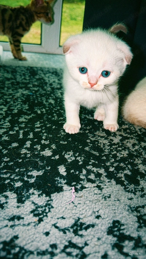 BHK- Kitten suchen neue liebvolle zuhause Bild 5