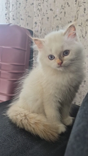 Wunderschöne Katzen suchen ein liebevolles Zuhause
