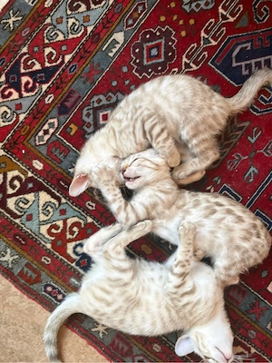 Bengal-Kitten