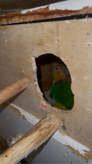 Ein Paar Rotkappenpapageien Bild 5