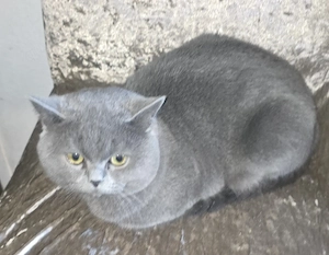 Britisch Kurzhaar Kater