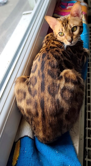Wunderschöne Bengalkitten - Brown Rosetted - liebevolle Hobbyaufzucht