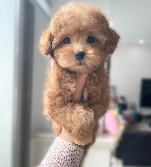 Maltipoo-Welpe