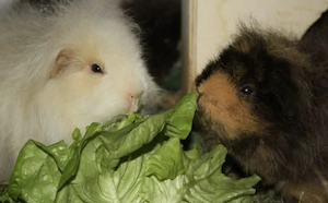 Nehme Meerschweinchen auf