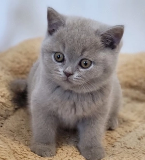 Suche BKH Kitten, weiblich