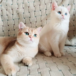 Süße BKH Kitten reinrassig.