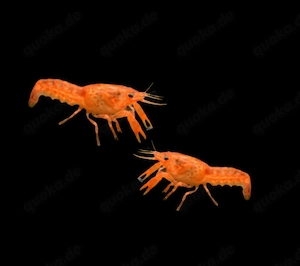 Orangener Zwergkrebs CPO Cambarellus patzcuarensins orange 