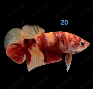 Kampffisch Männchen Betta splendens Koi HMPK 