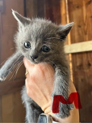 Babykätzchen